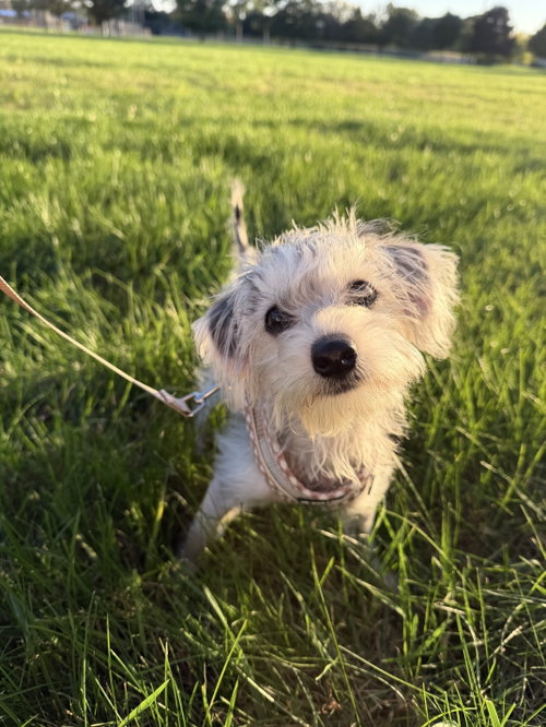 Photo 3 of Alfie