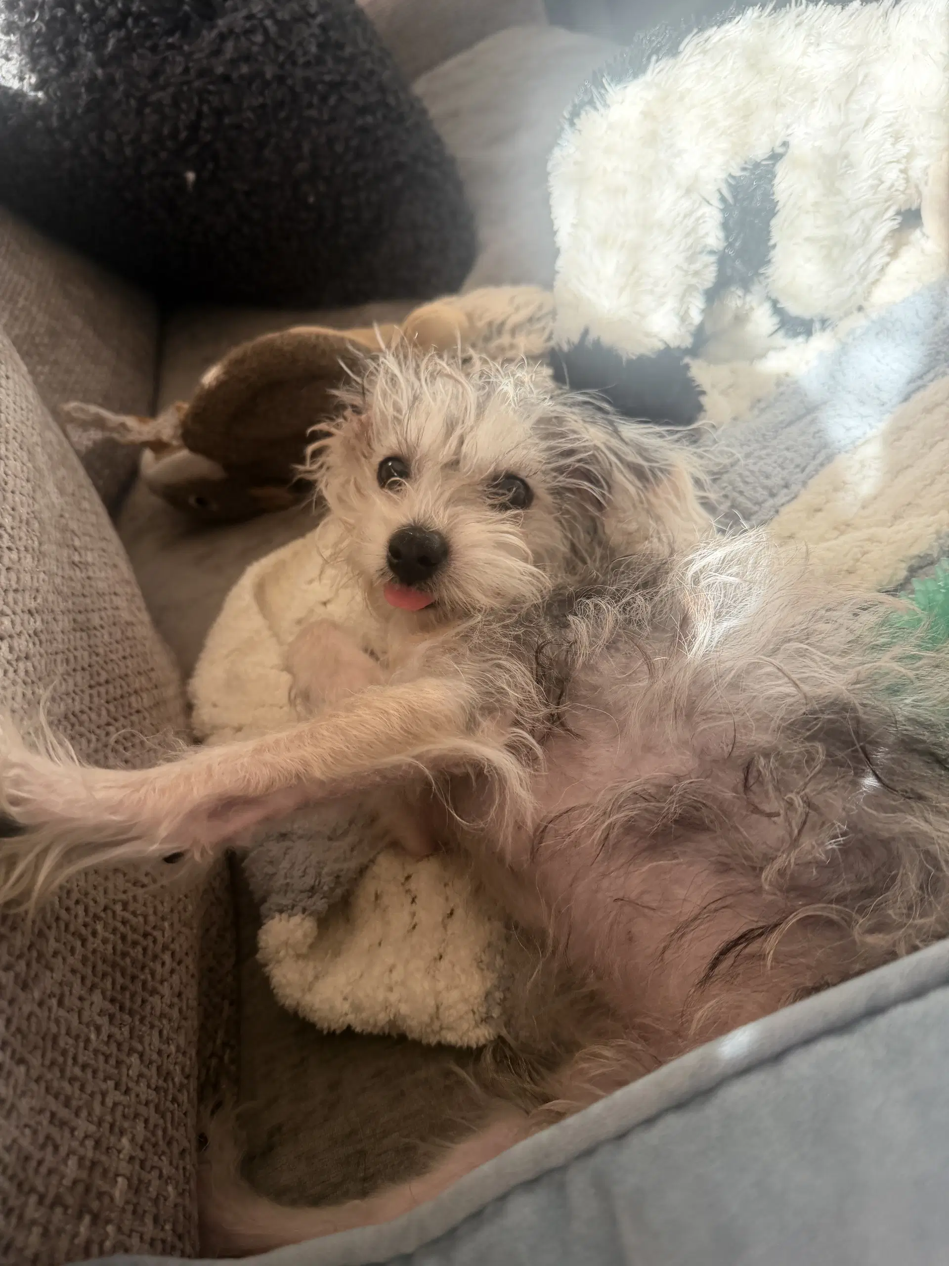 Alfie image 4