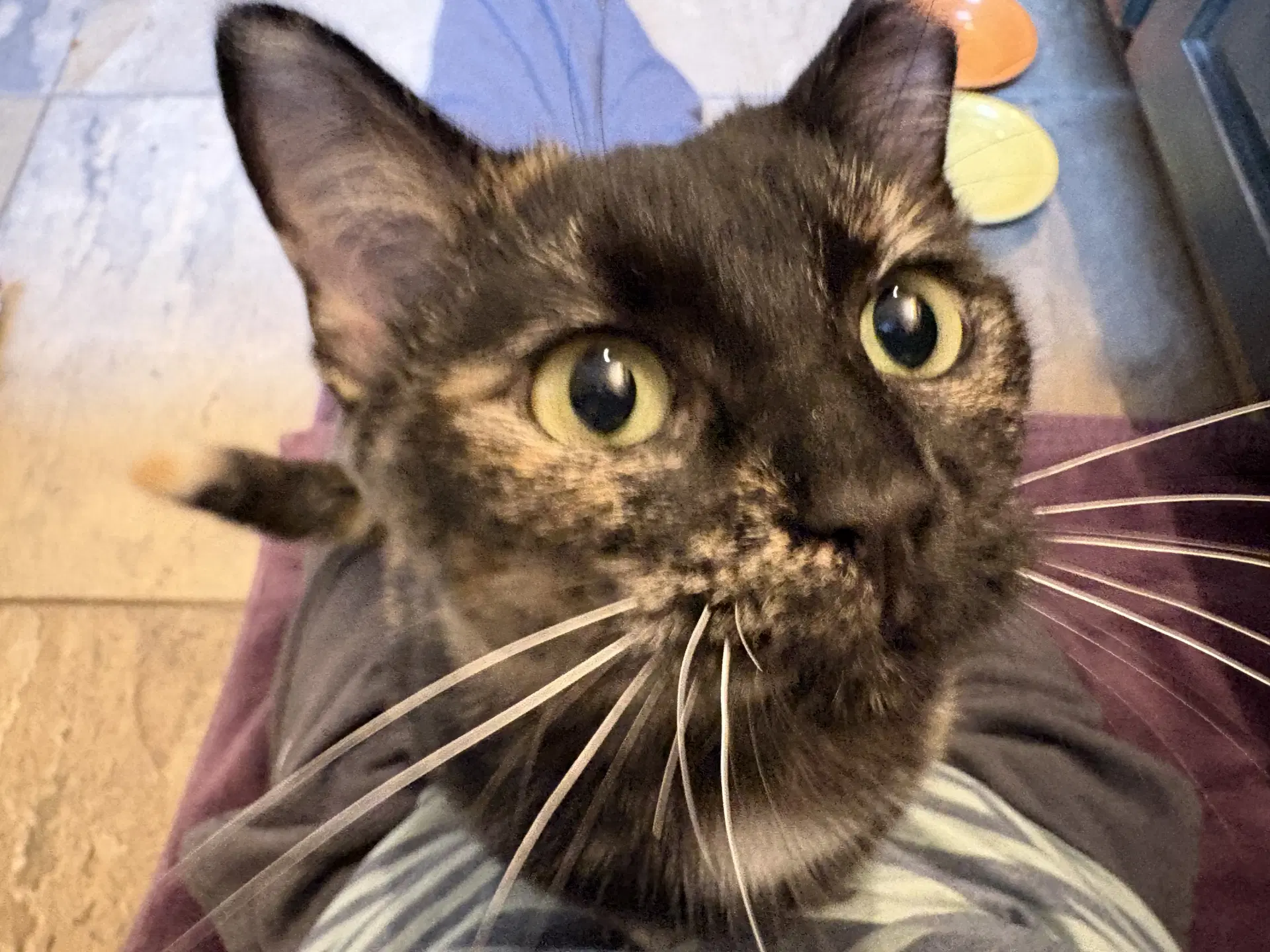 Angelica - Domestic Short Hair