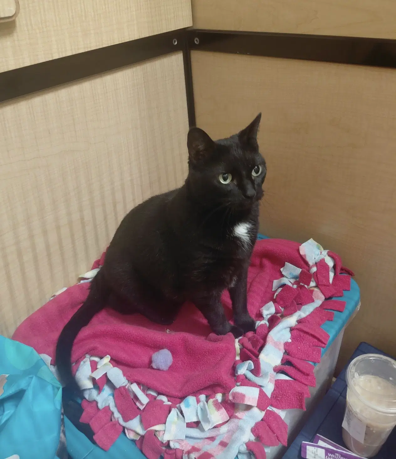 Millie Front Declaw - Domestic Short Hair