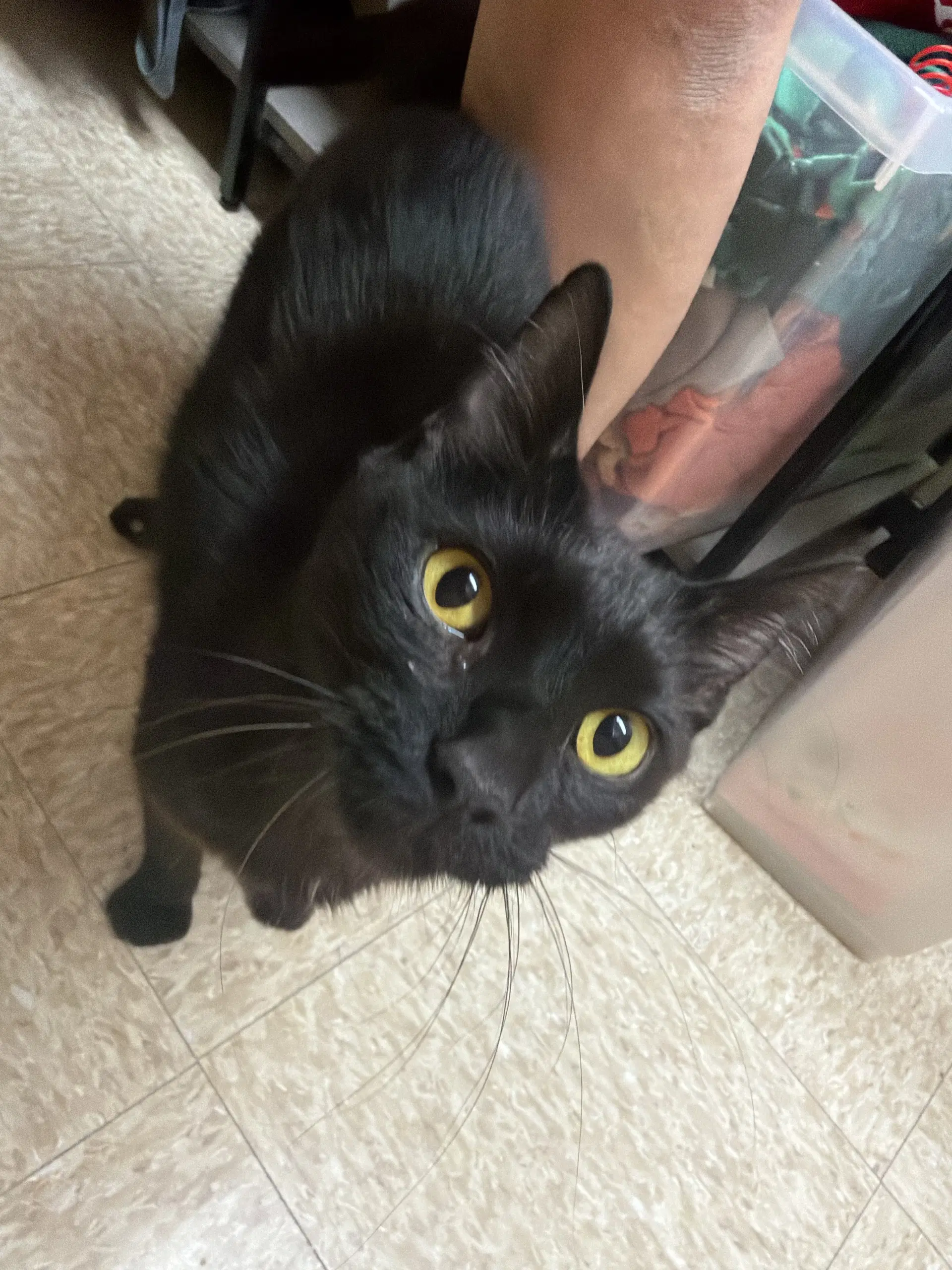 Serious - Domestic Short Hair