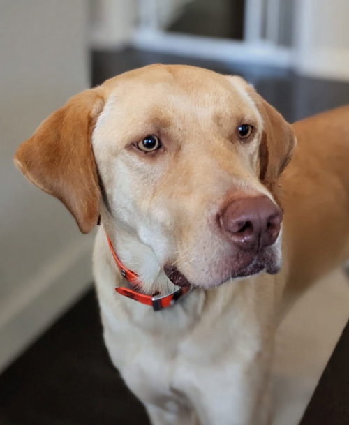 Hank, a dog for adoption from Animal Rescue Foundation (ARF-IL)