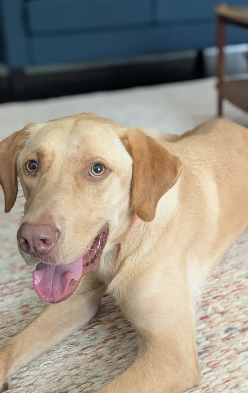 Photo 2 of Hank