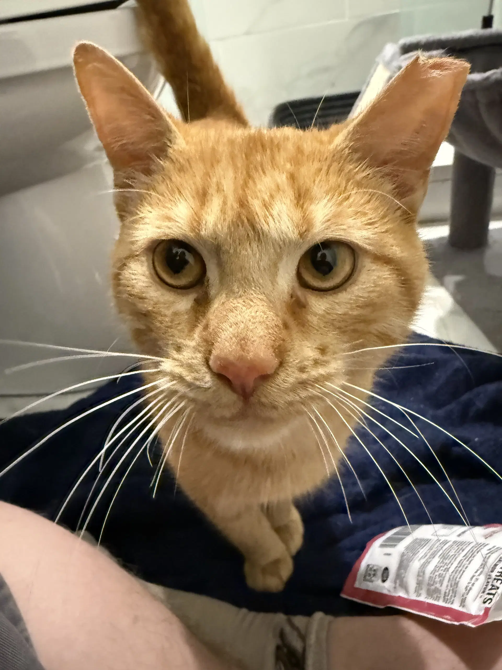 Sweden And Shrimp Bonded Pair - Domestic Short Hair
