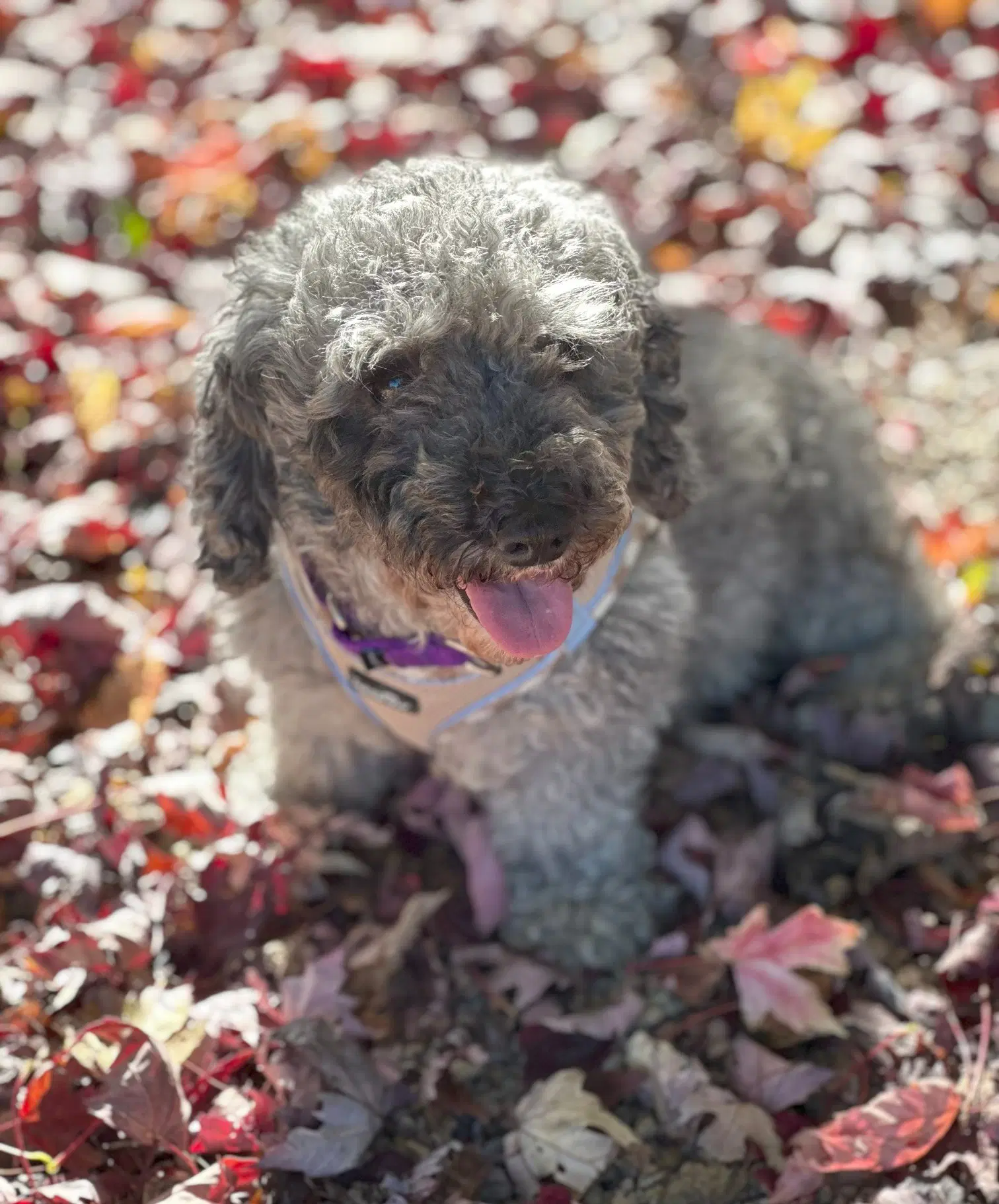 Ella - Poodle (Miniature)