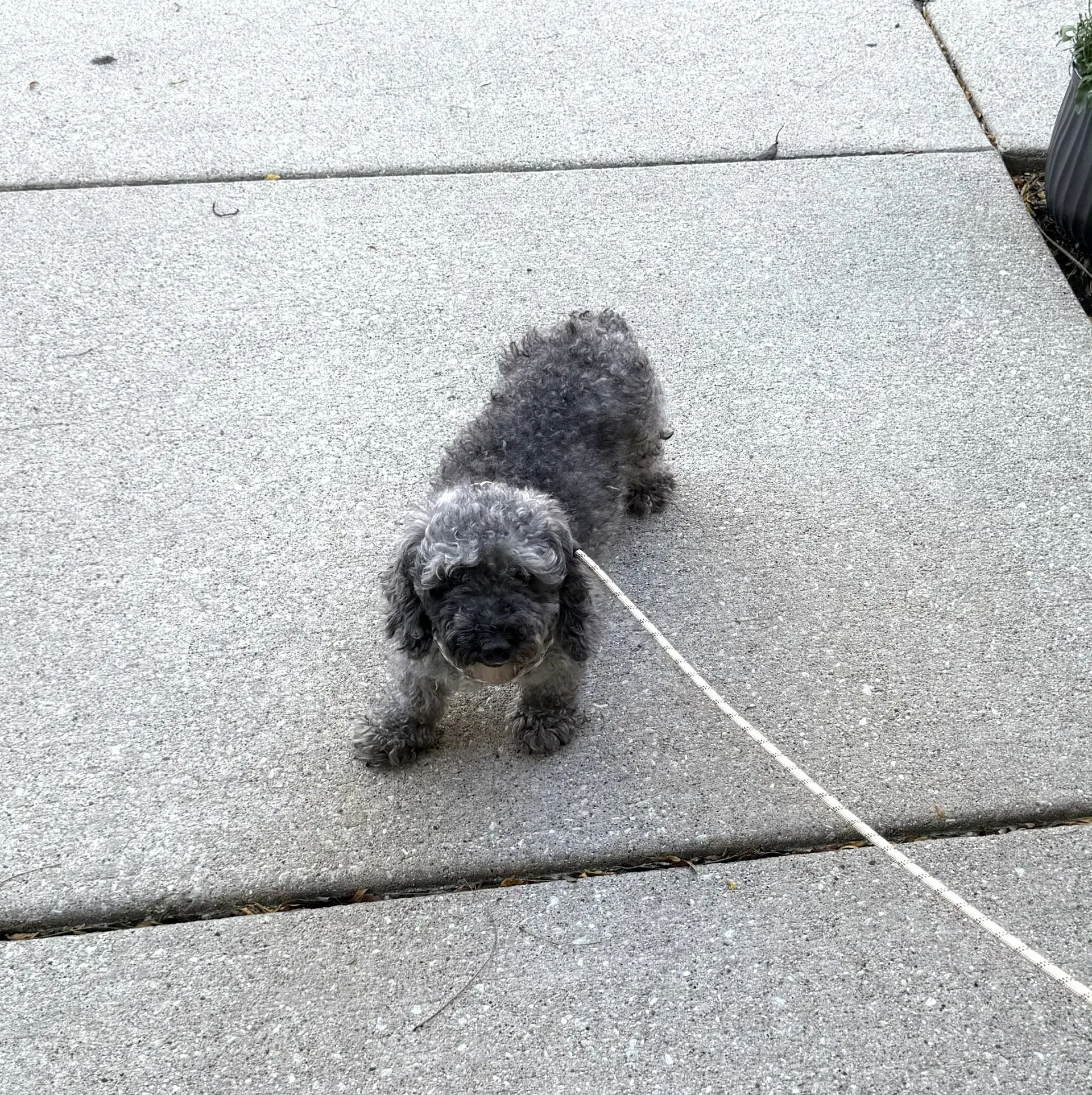 Ella image 2