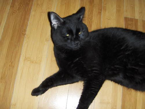 Panther