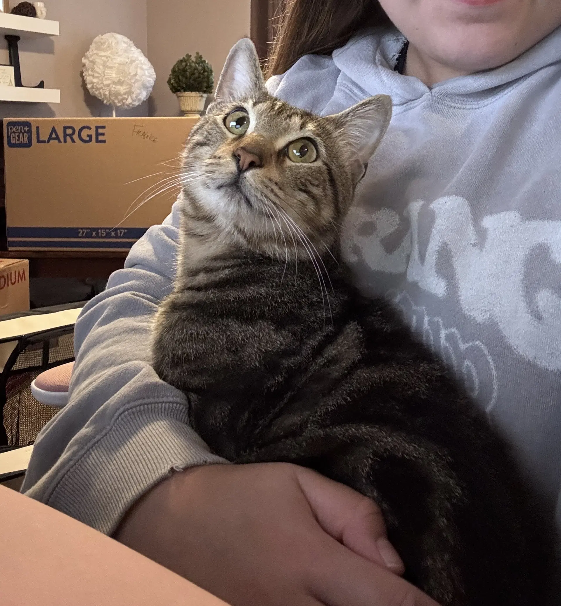 Benji image 2