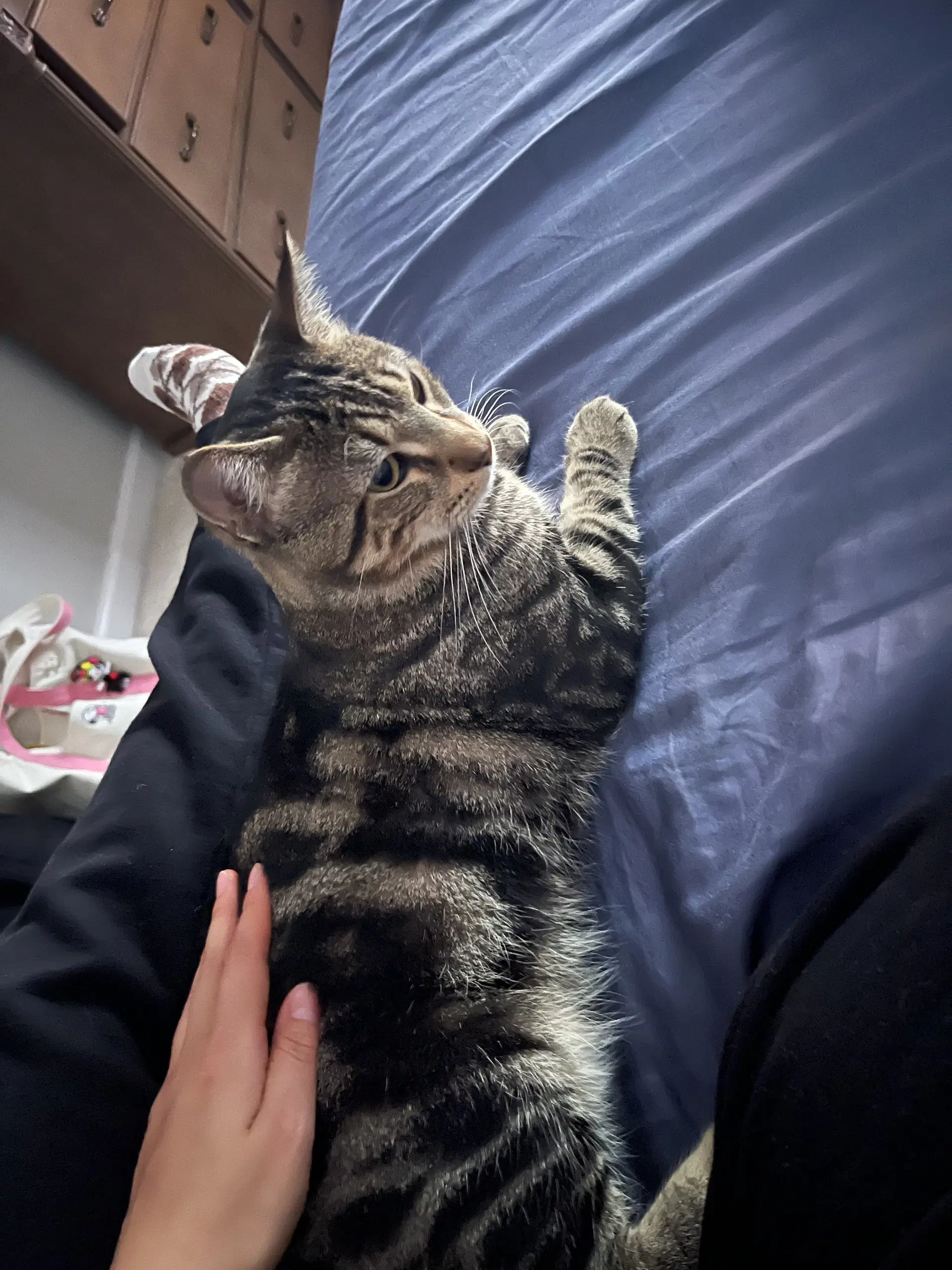 Benji image 3