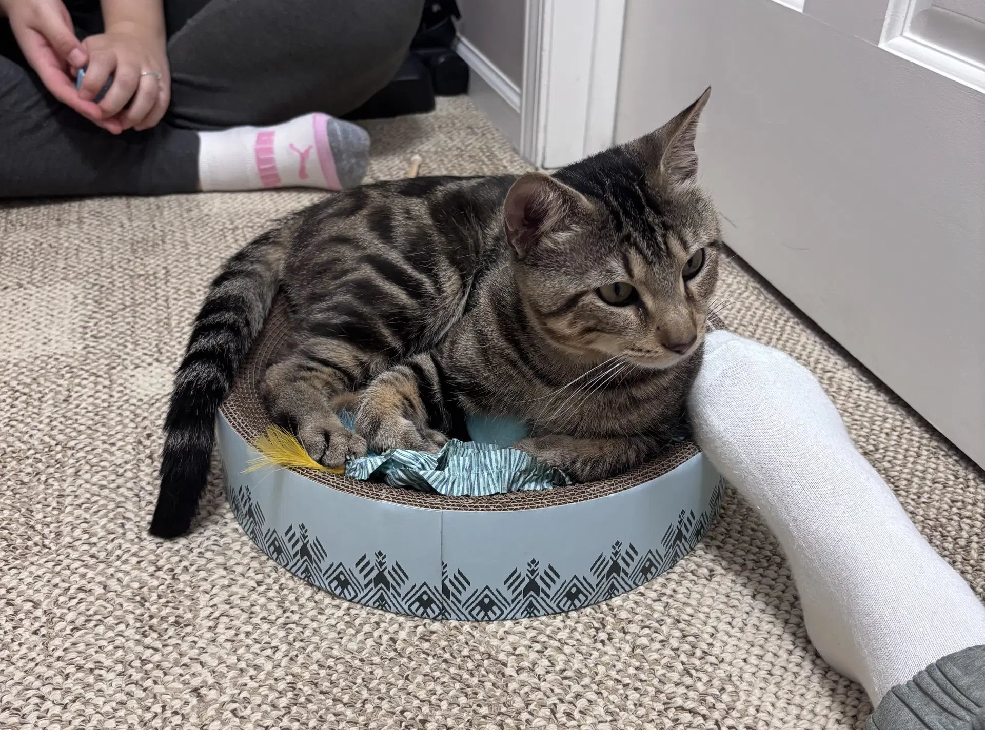 Benji image 4