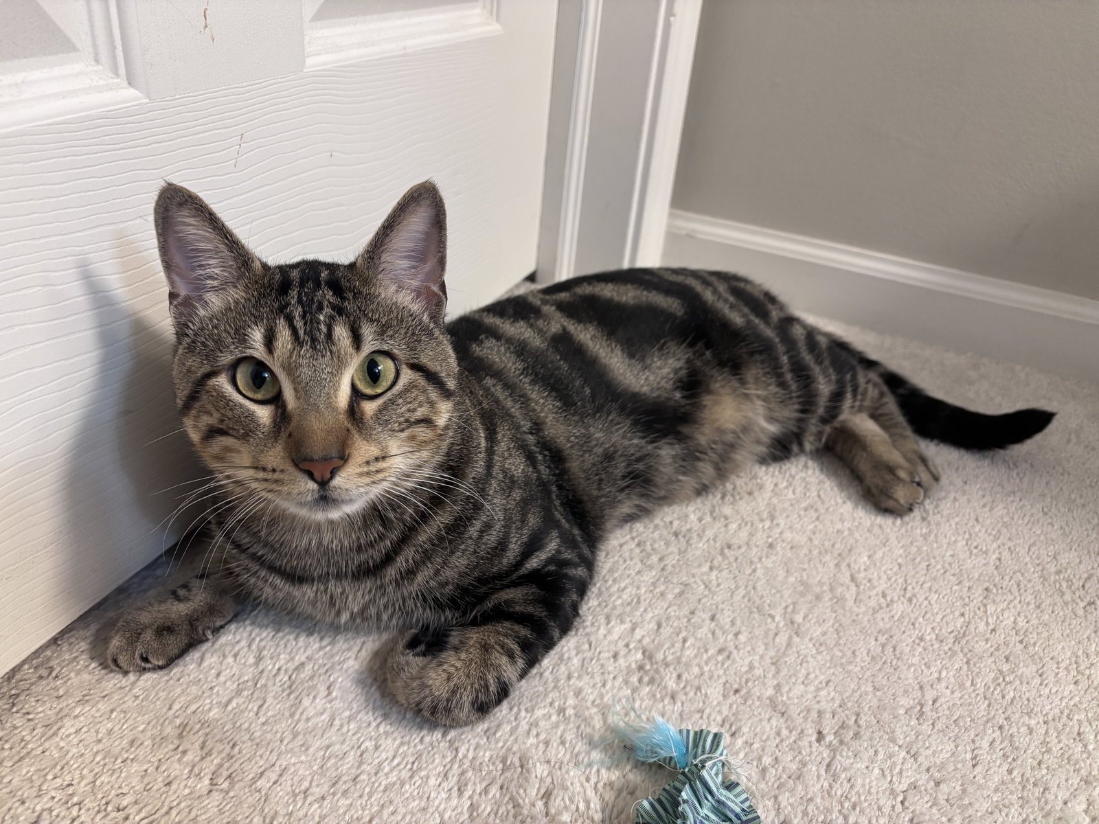 Benji  Domestic Short Hair (short coat) Male