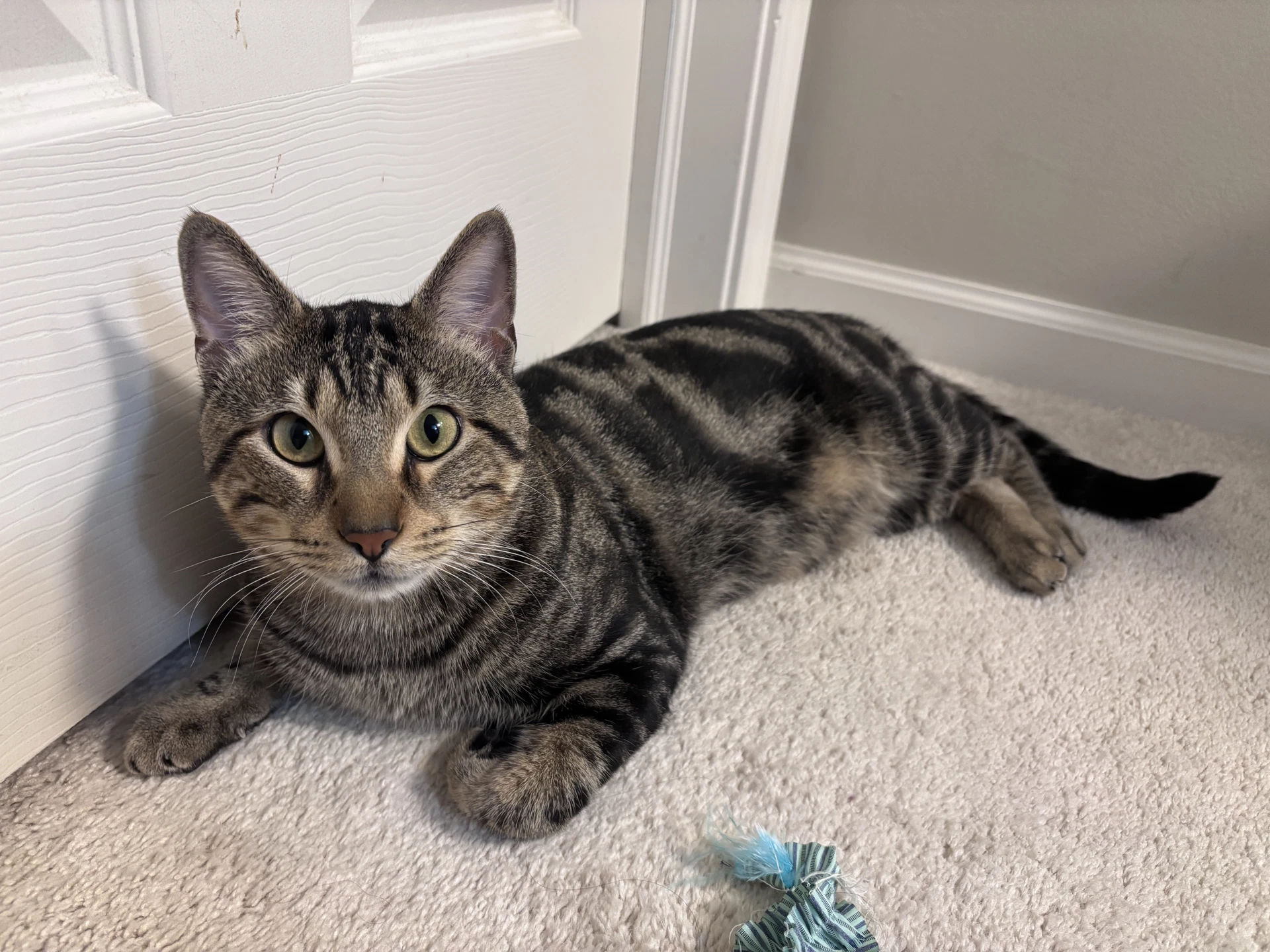 Benji