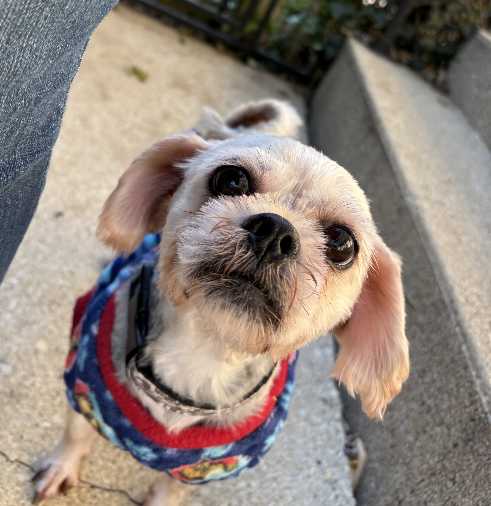 Pugsley Small Chihuahua / Shih Tzu / Mixed (medium coat) Male