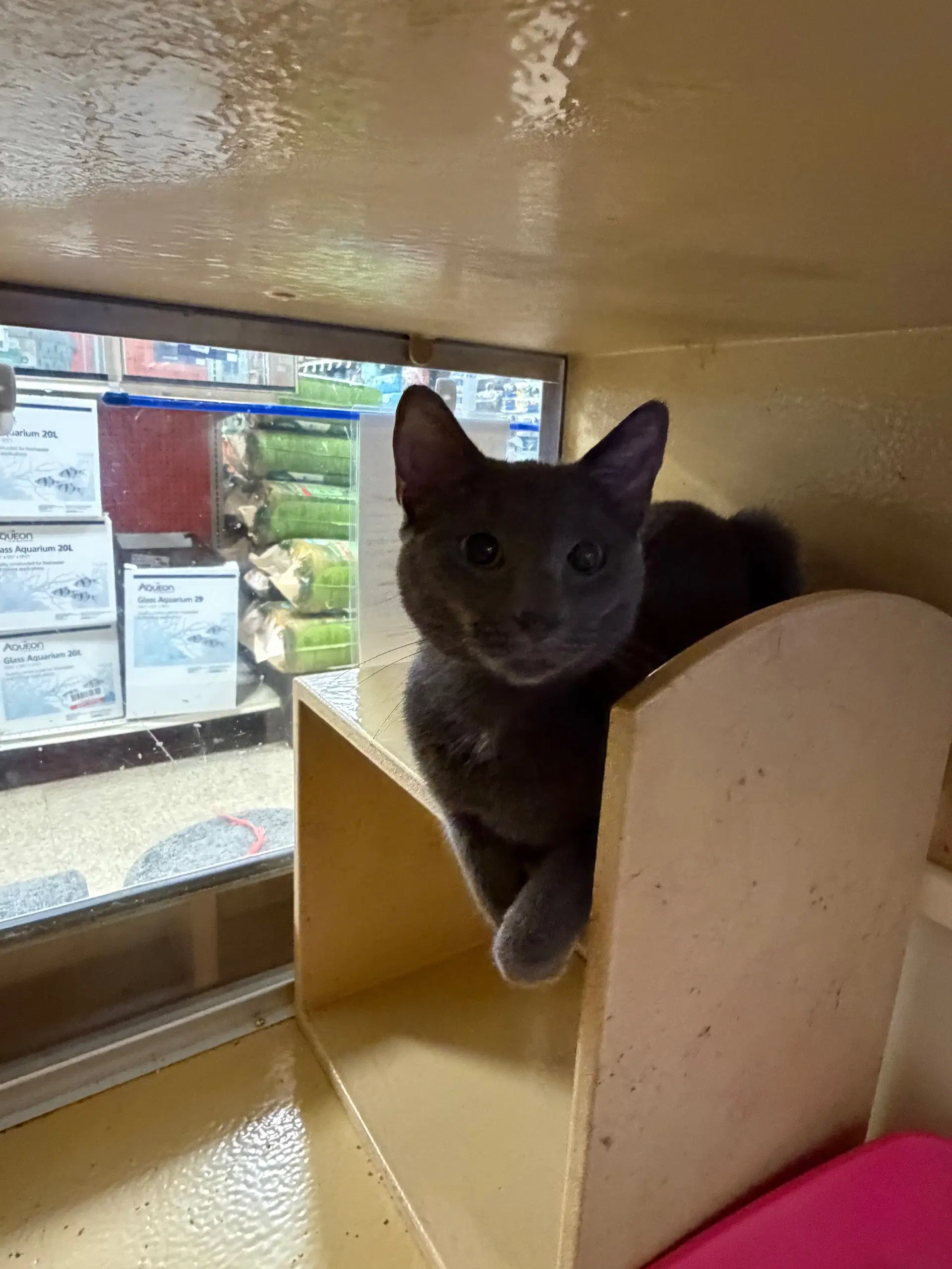 Stormy - Domestic Short Hair