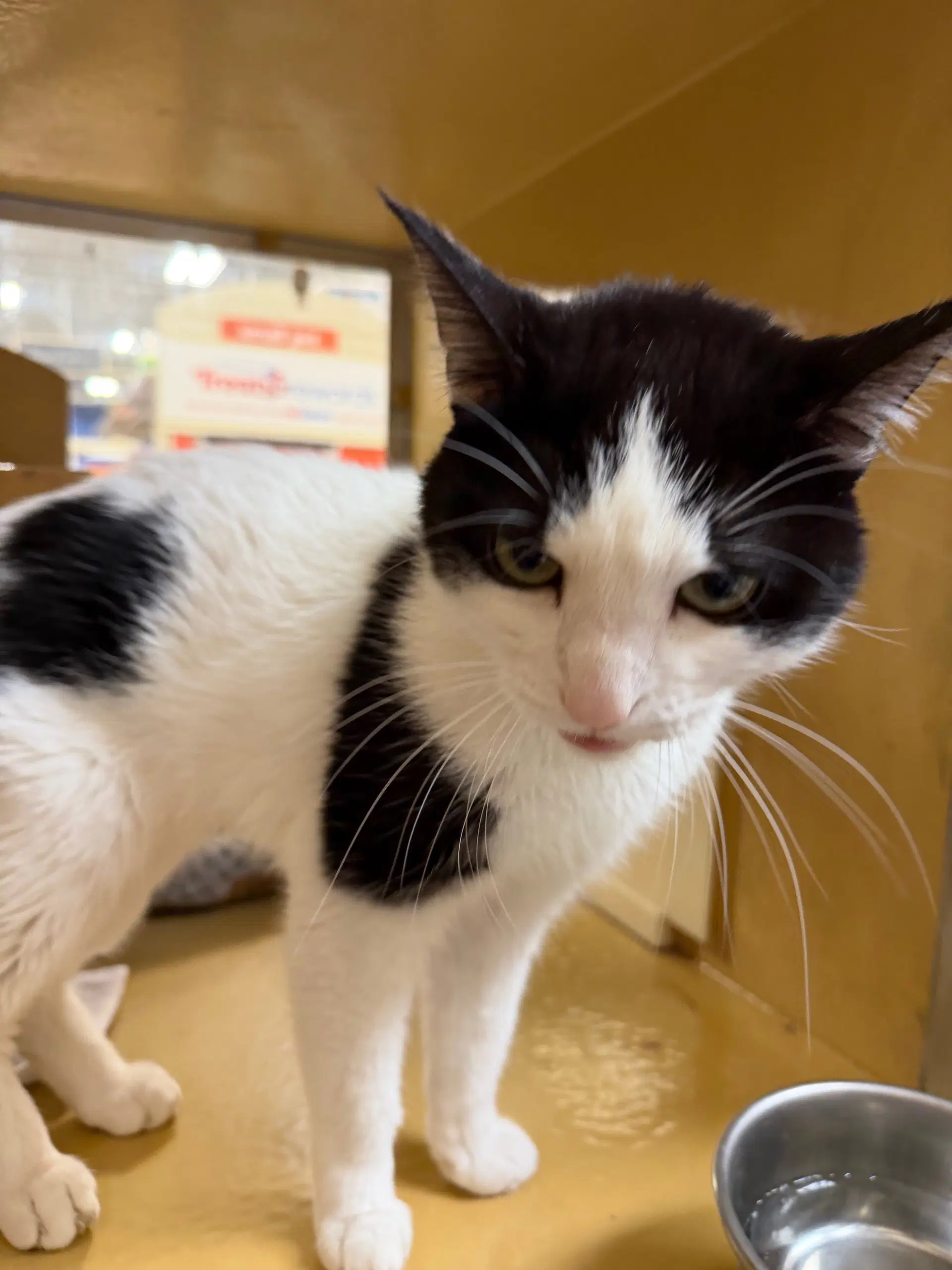 Dean - Domestic Short Hair