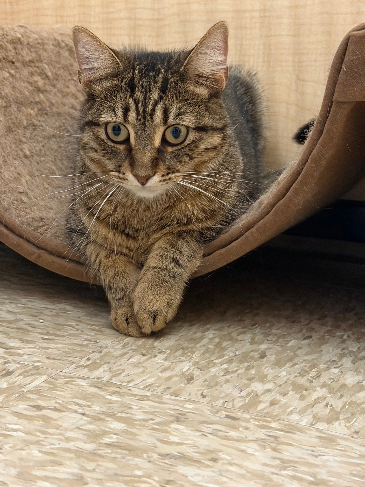 Pasha