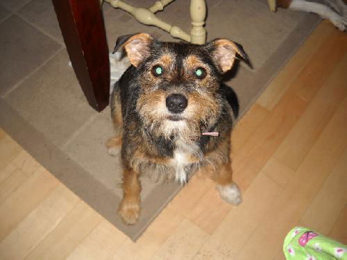 Nellie