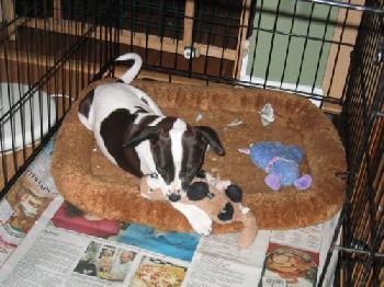 Fancy's pups