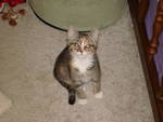 Daisy