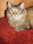 Haneen