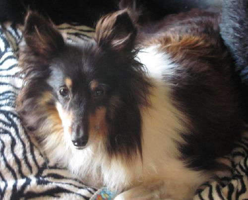 Taffy
