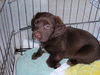 Bailey