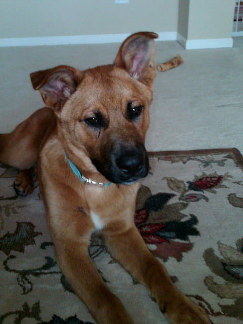 Harley