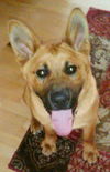 Harley