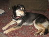 Nell 