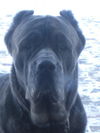 Capone