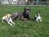 Capone