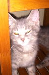 Calinda