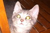 Calinda