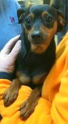 Bailey