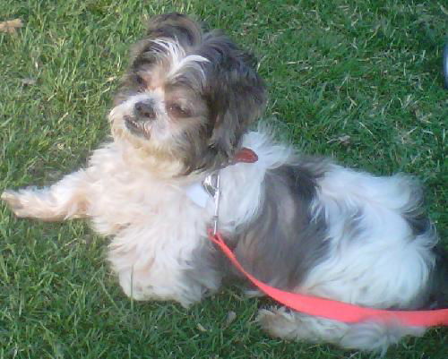 Bandit