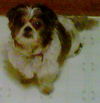 Bandit