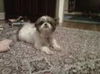 Bandit