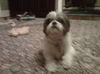 Bandit