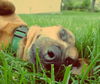 Nena