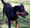 Jake