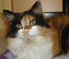 Callie