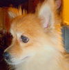 Whitney