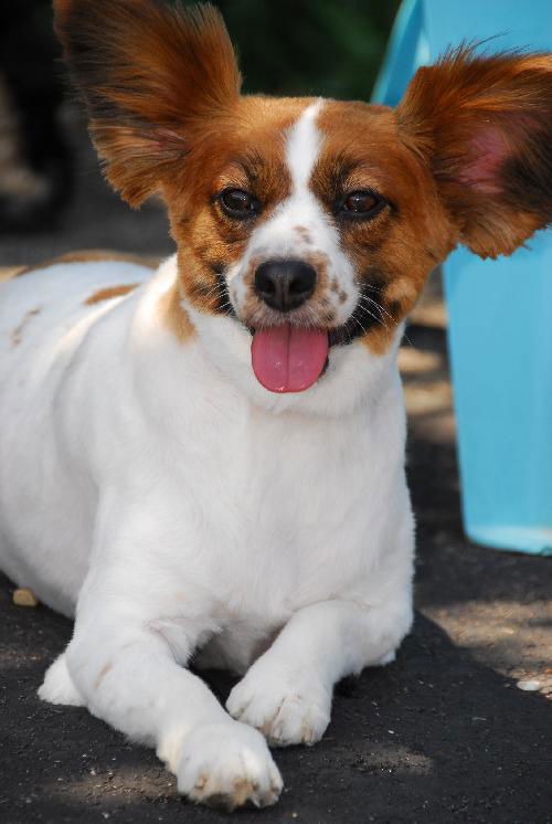 Tallulah