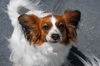 Tallulah
