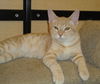 Nelson