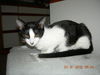 Pandy