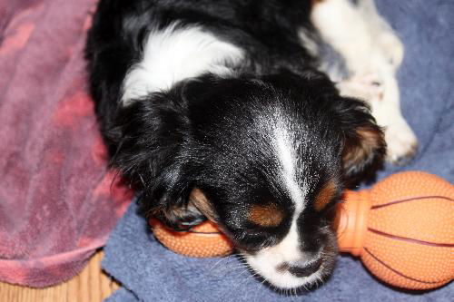 Bailey