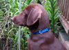 Fergus