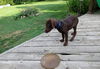 Fergus