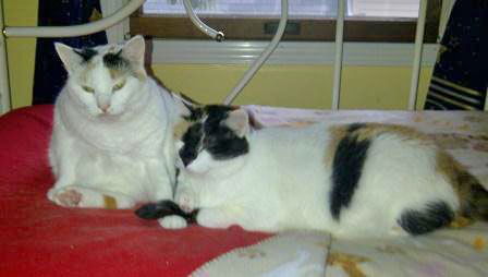 Cali (and her sister Journey)